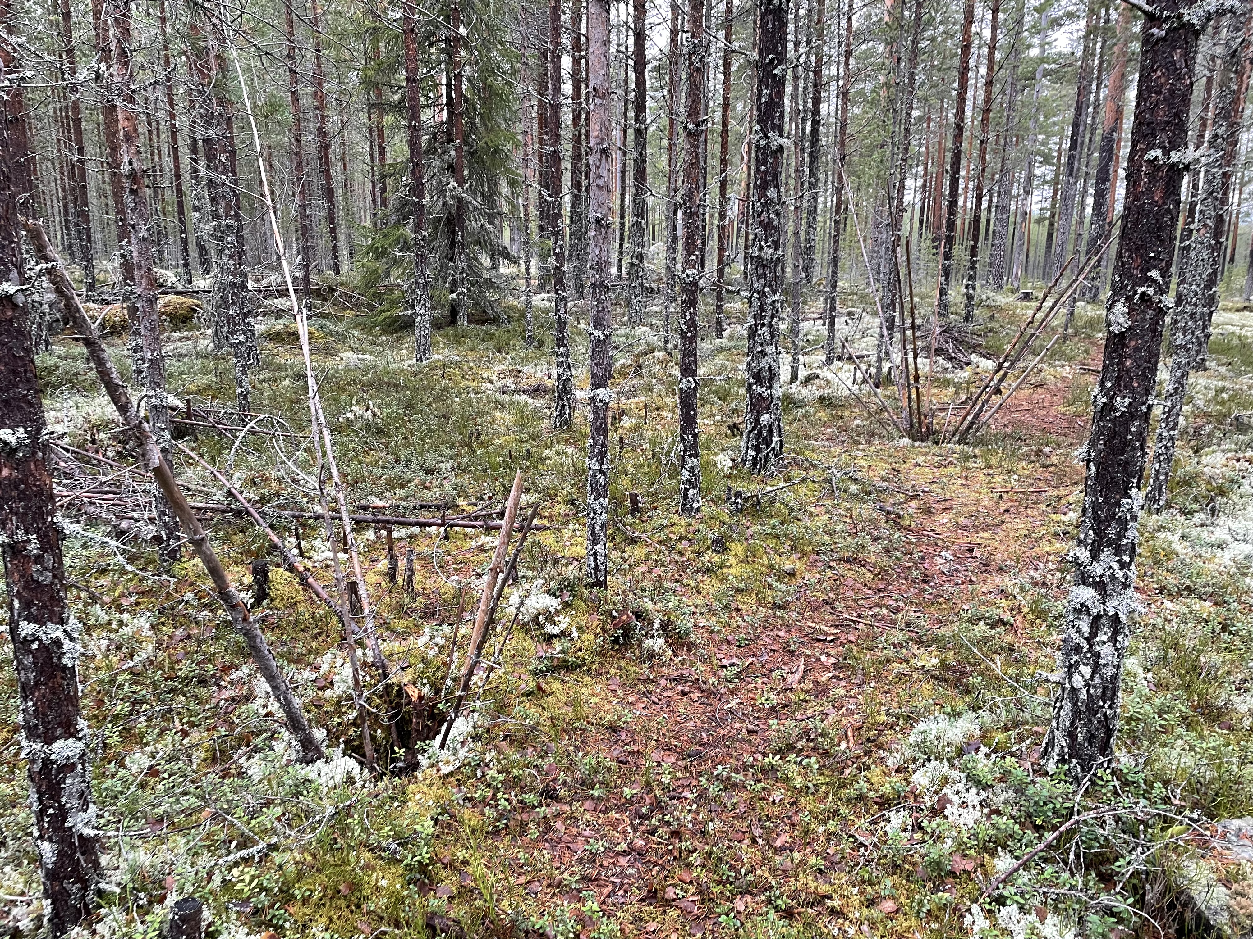 Avrättningsplats Och Danslok | Malungs Hembygdsförening